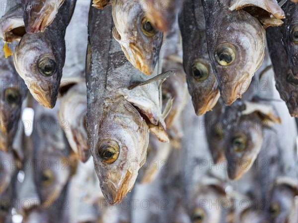 Atlantic cod (Gadus morhua) hung up to dry as stockfish, an old preservation method, Lofoten, Norway, Europe