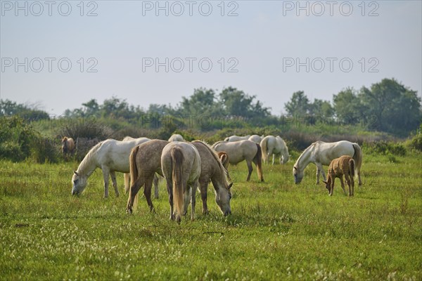 White Camargue horse herd with foals grazing on a green pasture under a cloudy sky, surrounded by trees, Camargue, France, Europe