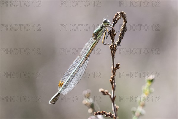 Emerald Damselfly (Lestes viridis), Emsland, Lower Saxony, Germany, Europe