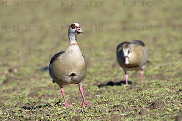 Egyptian goose (Alopochen aegyptiaca), two adult birds, pair, Wesel, Lower Rhine, North Rhine-Westphalia, Germany, Europe