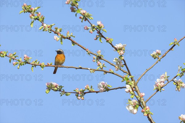 Redstart, (Phoenicurus phoenicurus), Hamm am Rhein, Worms district, Rhineland-Palatinate, Germany, Europe