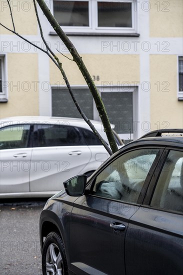 North Rhine-Westphalia, Germany, storm damage, a good 4 metre long branch was broken off by the storm during storm Zoltan and smashed through the windscreen of a parked vehicle, Essen, Europe