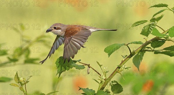 Red-backed shrike (Lanius collurio), female, departure photo, take-off, Hockenheim, Baden-Württemberg, Germany, Europe