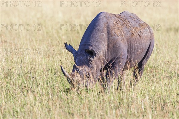 Black rhinoceros (Diceros bicornis) grazing on a savanna grassland in Africa, Maasai Mara National Reserve, Kenya, Africa