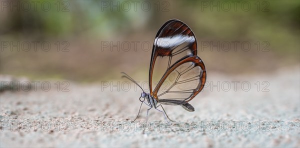 Glasswing butterfly (Greta oto), butterfly with transparent wings sitting on the ground, Alajuela province, Costa Rica, Central America