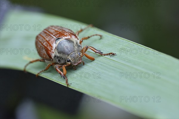 Northern cockchafer (Melolontha hippocastani), male, walking on a leaf of a broad-leaved bulrush (Typha latifolia), Wilnsdorf, North Rhine-Westphalia, Germany, Europe