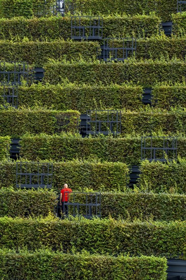 Green façade, made of over 30, 000 hornbeams forming a hedge a good 8 kilometres long, on the roof and façade of the Kö-Bogen-2 building, technician, gardener working on the façade, largest green façade in Europe, Düsseldorf North Rhine-Westphalia, Germany, Europe