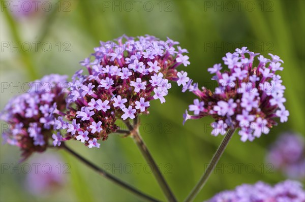 Flower impression, Purpletop vervain, purpletop vervain (Verbena bonariensis)