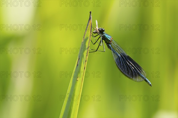 Banded demoiselle damselfly (Calopteryx splendens) adult male insect feeding on a small bug on a leaf in the summer, Suffolk, England, United Kingdom, Europe