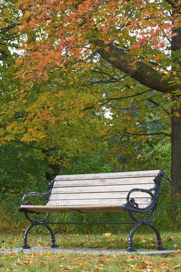 Wooden bench in the park under autumn trees with falling leaves, quiet and peaceful atmosphere, Toronto, Ontario, Canada, North America