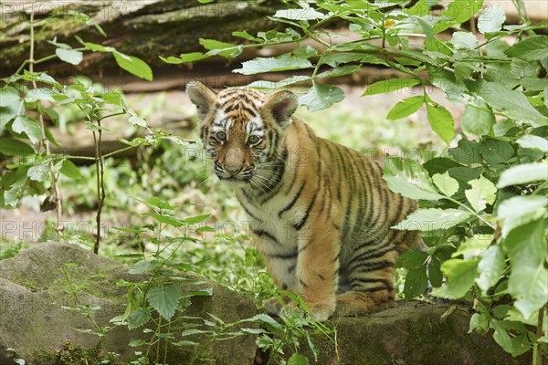 Close-up of a Siberian tiger (Panthera tigris altaica) cub in a forest, captive