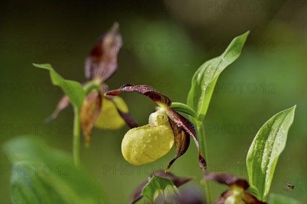 Close-up of lady's-slipper orchid (Cypripedium calceolus) in a forest in spring, Bavaria, Germany, Europe