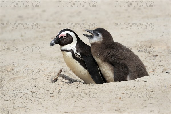 African penguin (Spheniscus demersus), adult with young, at the nest, begging for food, Boulders Beach, Simonstown, Western Cape, South Africa, Africa