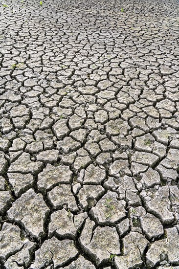 Dry ground, cracked, dried-up riverbed, in a branch of the Rhine, near Duisburg