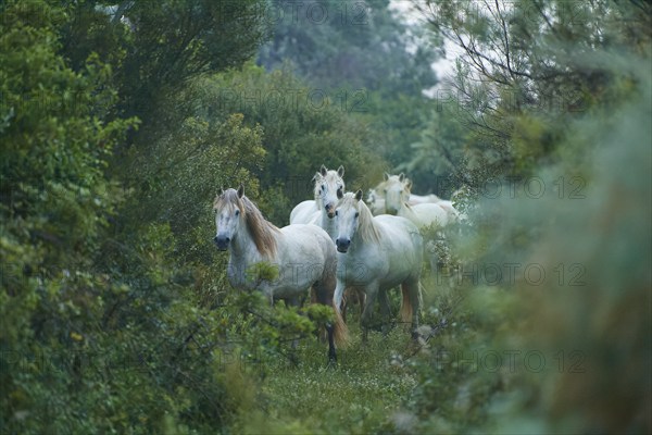 A herd of white Camargue horses runs through the dense forest, surrounded by lush green foliage, the atmosphere is calm and close to nature, Camargue, France, Europe