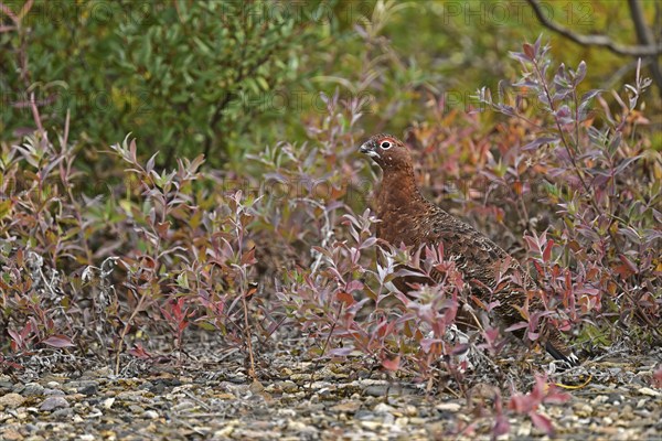 Willow ptarmigan (Lagopus lagopus) is well camouflaged in the autumn coloured bushes, Denali National Park