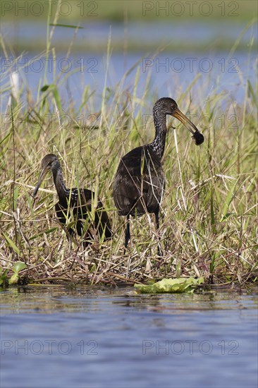 Fishing Limpkin, Aramus guarauna, walking on floating grass, Amazon Basin, Brazil, South America