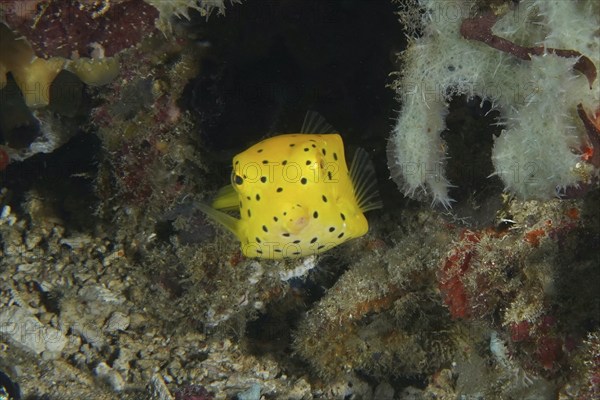 Square yellow fish, yellow boxfish (Ostracion cubicus) juvenile, hidden between corals and sea sponges, dive site SD, Nusa Ceningan, Nusa Penida, Bali, Indonesia, Asia