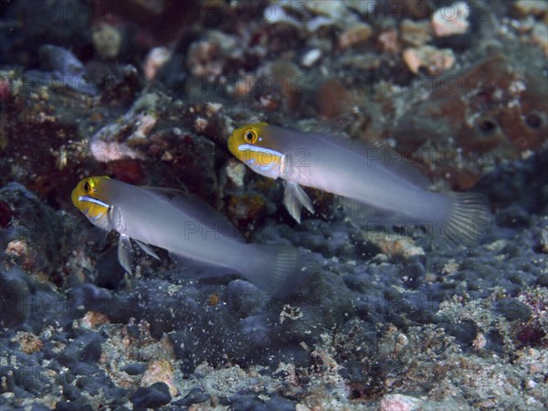 Two gobies with yellow heads, golden-fronted sleeper goby (Valenciennea strigata), swimming above the sandy seabed, dive site Spice Reef, Penyapangan, Bali, Indonesia, Asia