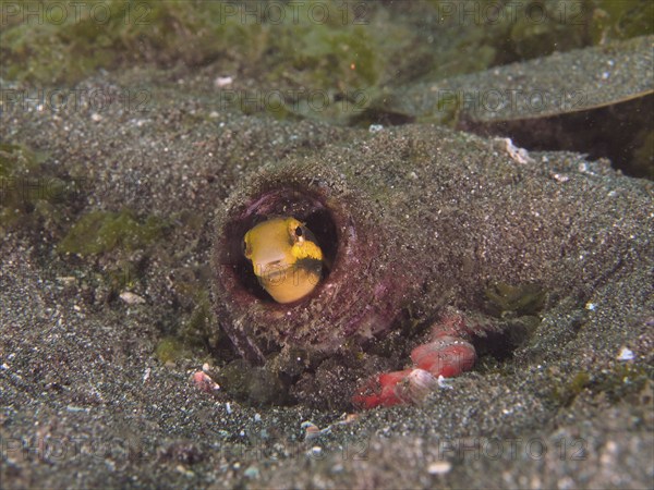 A striped mimicry blenny (Petroscirtes breviceps) hides in a bottle buried in the sandy seabed, dive site Secret Bay, Gilimanuk, Bali, Indonesia, Asia