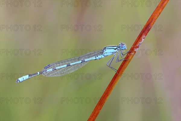 Common blue damselfly (Enallagma cyathigerum), male sitting on a blade of grass, wildlife, dragonflies, insects, nature reserve Aschendorfer Obermoor, Wildes Moor, Emsland, Lower Saxony, Germany, Europe