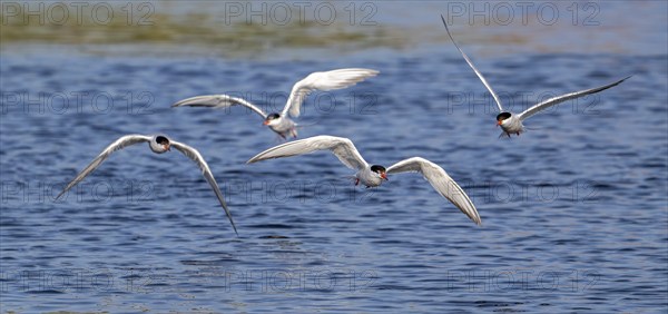 Four common terns (Sterna hirundo) in breeding plumage in flight, fishing in lake in summer