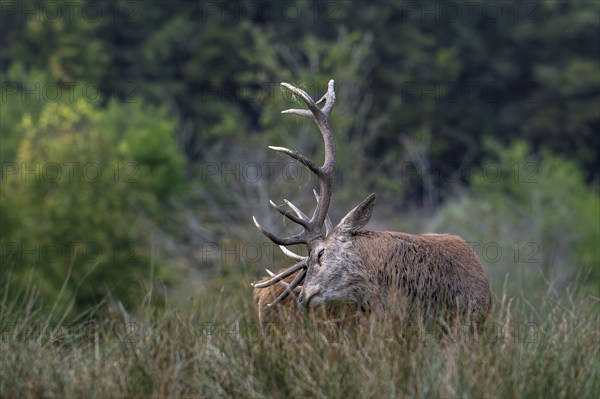 Red deer (Cervus elaphus) stag scratching back with its big antlers in grassland at edge of forest during the rut in autumn, fall