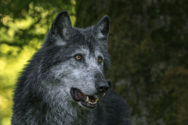 Close-up portrait of black Northwestern wolf, Mackenzie Valley wolf, Canadian, Alaskan timber wolf (Canis lupus occidentalis) in forest