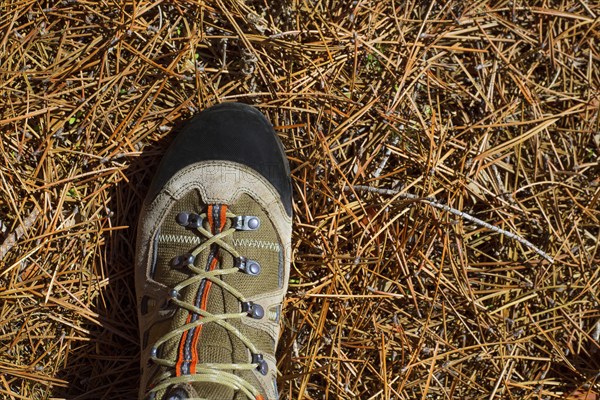 Hicker explorer feet boot detail on pine dried needles at mountain