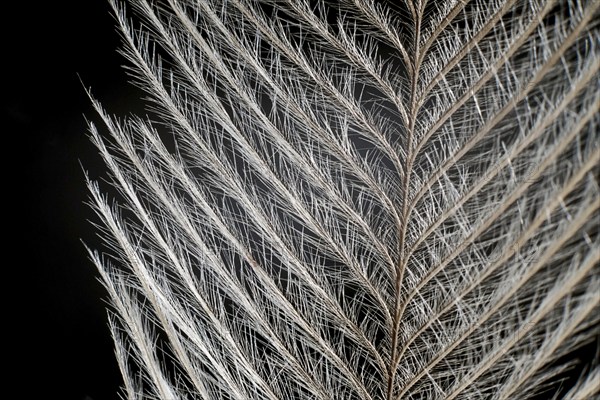 Elegant Feather on black Extreme Close up Detail. Extreme macro feather. Fluffy feather