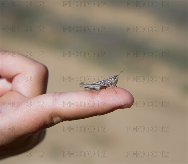 Kid hand holding grasshopper bug macro detail