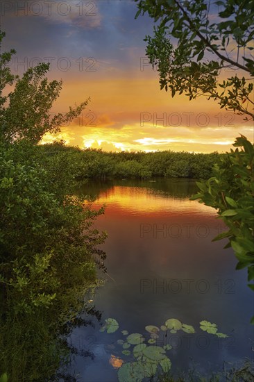 Mangroove sunset in Riviera Maya of Mayan Mexico