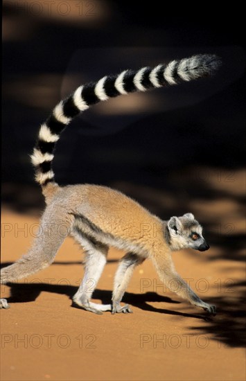 Lemur Catta, Ring-tailed Lemur, Madagascar, Madagascar, Africa