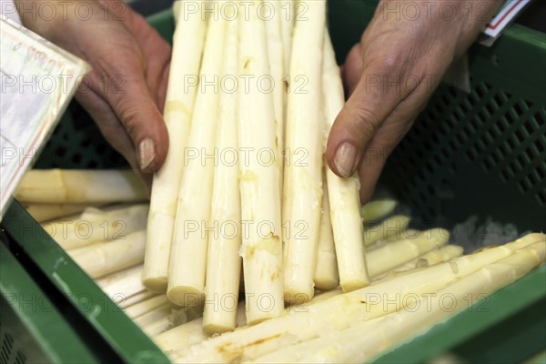 Verkäuferin hält einen Spargelbund in ihren Händen (Sales woman holding a bunch of asparagus in her hands)