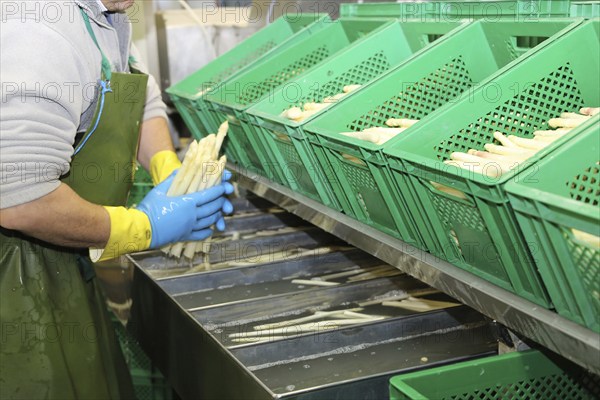 Agriculture asparagus washing and sorting with washing machine and sorting machine on a farm in Mutterstadt, Rhineland-Palatinate