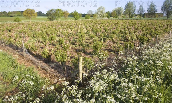 Set bed of cricket bat willow, Salix Alba Caerulea, which produces cuttings for new trees, near Bures, Essex, England, United Kingdom, Europe