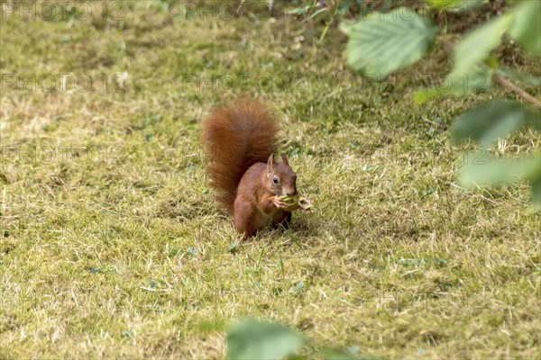 Eurasian squirrel (Sciurus vulgaris) eating a hazelnut, hazel (Corylus avellana), in a meadow under hazel bush, hazelnut bush, Nidda, Wetterau, Hesse, Germany, Europe