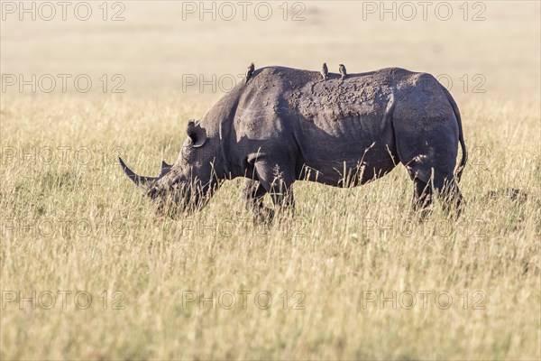 Black rhinoceros (Diceros bicornis) walking on a grass savanna with Yellow-billed oxpecker (Buphagus africanus) on the back, Maasai Mara National Reserve, Kenya, Africa