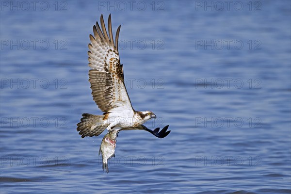 Western osprey (Pandion haliaetus) catching fish in its talons from water surface of lake in late summer