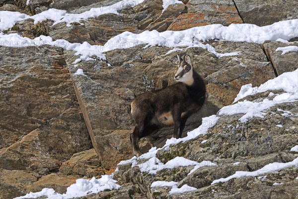 Alpine chamois (Rupicapra rupicapra) juvenile in dark winter coat foraging in steep snow covered rock face in the European Alps