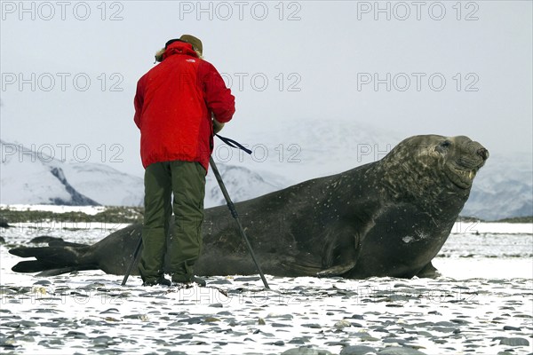 A photographer takes a picture of a Southern elephant seal in the coastal area of Salisbury Plain, South Georgia, (Mirounga leonina), Southern elephant seal, Southern, South Georgia, Antarctica