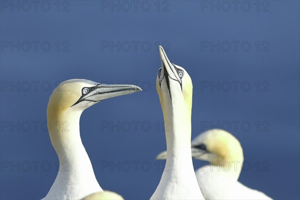 Northern gannet (Morus bassanus) pair greeting each other, animal portrait, Heligoland, Lower Saxony, Germany, Europe