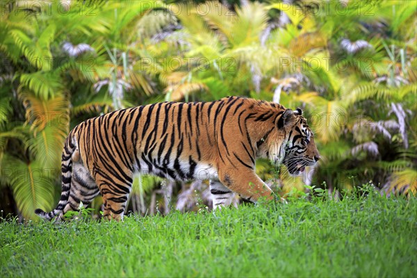 Sumatran Tiger (Panthera tigris sumatrae), adult male running, Sumatra