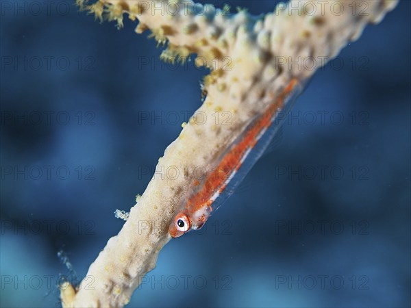 Dwarf pygmy goby (Bryaninops cf discus), dive site House Reef, Mangrove Bay, El Quesir, Red Sea, Egypt, Africa