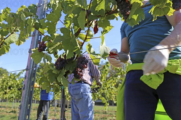 Grape grape harvest: Hand-picking of Pinot Gris grapes in the Palatinate (Norbert Groß winery, Meckenheim)