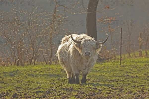 Scottish Highland Cattle, Kyloe, Balve, North Rhine-Westphalia, Germany, Europe