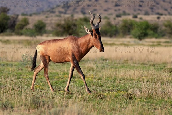 Red hartebeest (Alcelaphus buselaphus caama), Kaama, adult, running, foraging, alert, Mountain Zebra National Park, Eastern Cape, South Africa, Africa