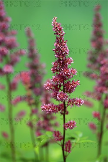 Astilbe, flowering, blossom, Elllerstadt, Germany, Europe