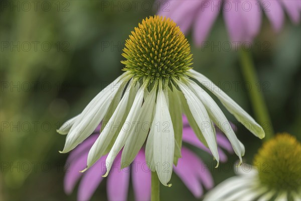 Echinacea purpurea, White Coneflower variety White Swan, North Rhine-Westphalia, Germany, Europe