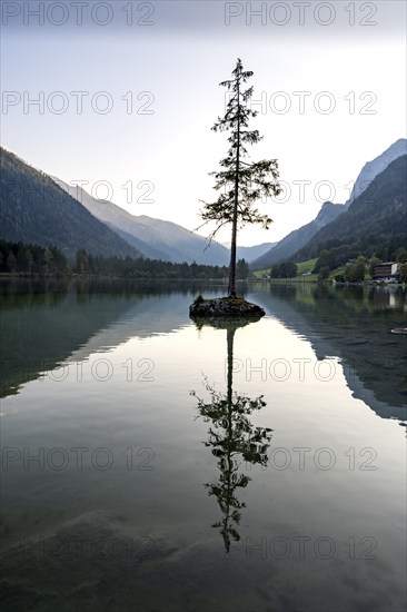 Rocky island with tree in the lake, reflection in Hintersee, at sunset, Berchtesgaden National Park, Ramsau, Upper Bavaria, Bavaria, Germany, Europe